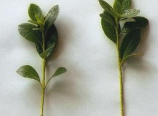 杜鹃花的扦插办法图解，泡上柳叶汁/让你的杜鹃花成活率100%