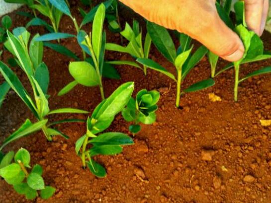 杜鹃花的扦插办法图解，泡上柳叶汁/让你的杜鹃花成活率100%