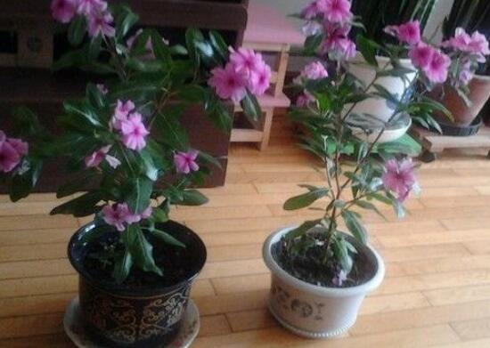 杜鹃花的扦插办法图解，泡上柳叶汁/让你的杜鹃花成活率100%