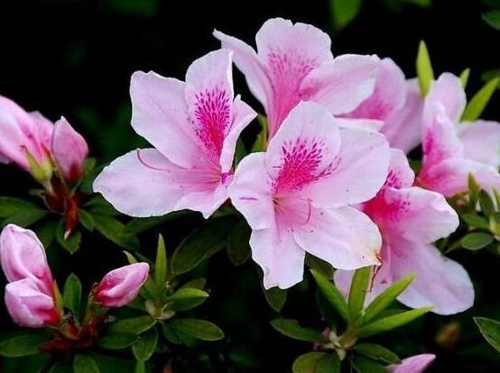 杜鹃花的扦插办法图解，泡上柳叶汁/让你的杜鹃花成活率100%