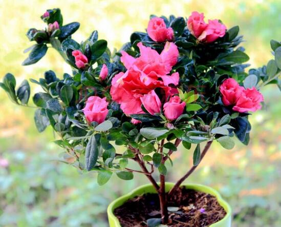 杜鹃花如何养家庭养法，杜鹃花盆栽的养护办法