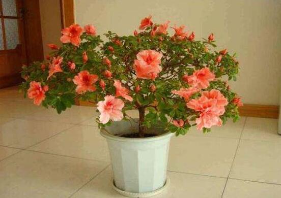 杜鹃花如何养家庭养法，杜鹃花盆栽的养护办法