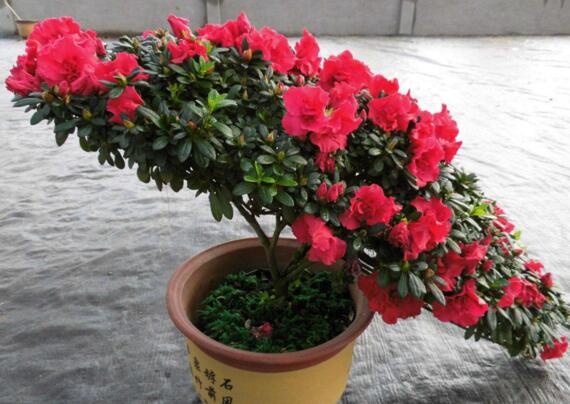 杜鹃花如何养家庭养法，杜鹃花盆栽的养护办法