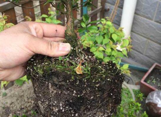 杜鹃花如何养家庭养法，杜鹃花盆栽的养护办法