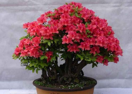杜鹃花如何养家庭养法，杜鹃花盆栽的养护办法