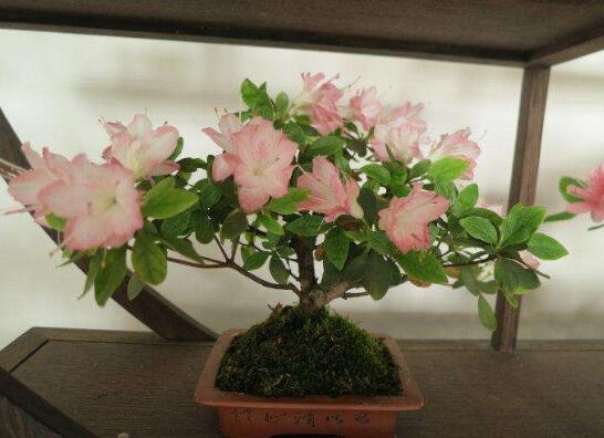 杜鹃花如何养家庭养法，杜鹃花盆栽的养护办法