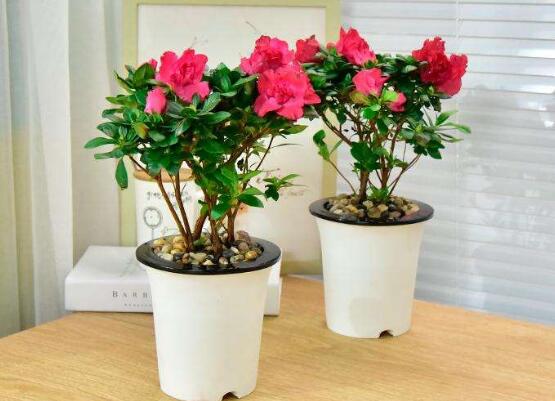杜鹃花如何养家庭养法，杜鹃花盆栽的养护办法