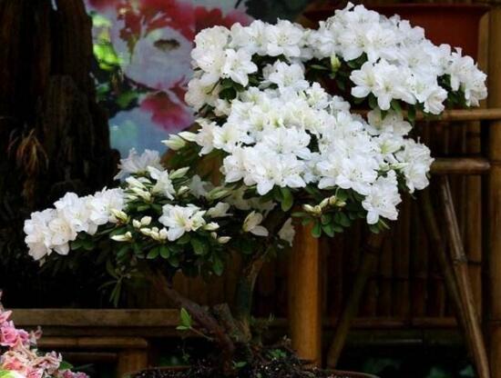 杜鹃花如何养家庭养法，杜鹃花盆栽的养护办法