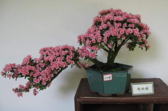 杜鹃花如何养才长得好，教你四种养好杜鹃花的秘诀