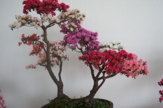 杜鹃花如何养才长得好，教你四种养好杜鹃花的秘诀