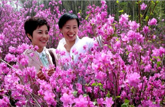 杜鹃花如何养才长得好，教你四种养好杜鹃花的秘诀