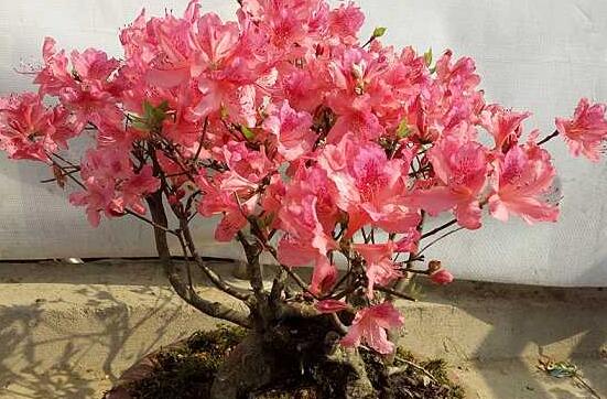 杜鹃花如何养才长得好，教你四种养好杜鹃花的秘诀