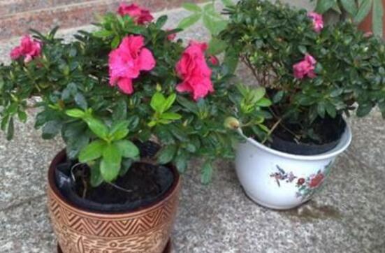 杜鹃花如何养才长得好，教你四种养好杜鹃花的秘诀