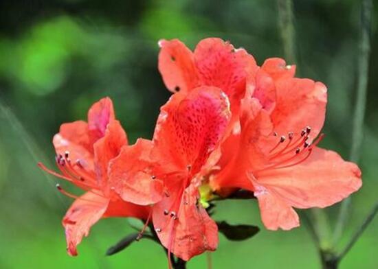 杜鹃花叶子干枯如何办，三种办法教你如何挽救