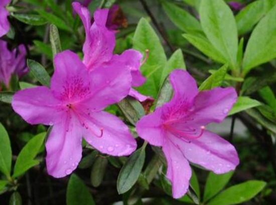 杜鹃花叶子干枯如何办，三种办法教你如何挽救