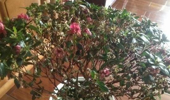 杜鹃花叶子干枯如何办，三种办法教你如何挽救