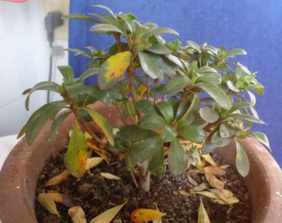 杜鹃花叶子干枯如何办，三种办法教你如何挽救