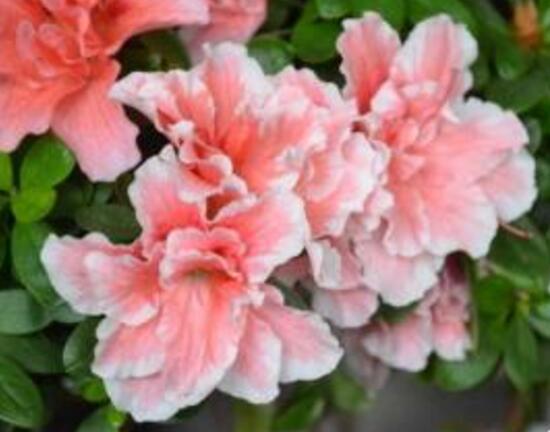 杜鹃花叶子干枯如何办，三种办法教你如何挽救