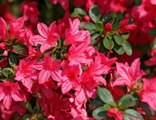 杜鹃花叶子干枯如何办，三种办法教你如何挽救