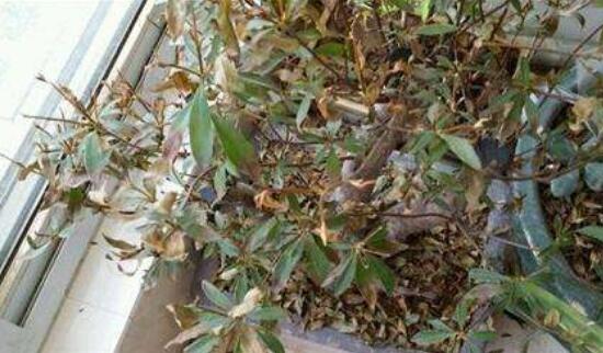 杜鹃花叶子干枯如何办，三种办法教你如何挽救