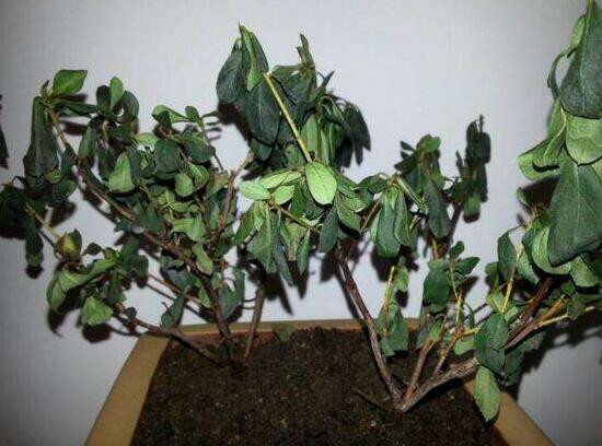 杜鹃花叶子干枯如何办，三种办法教你如何挽救