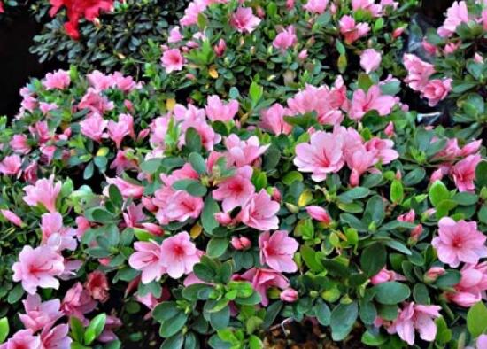 杜鹃花叶子干枯如何办，三种办法教你如何挽救