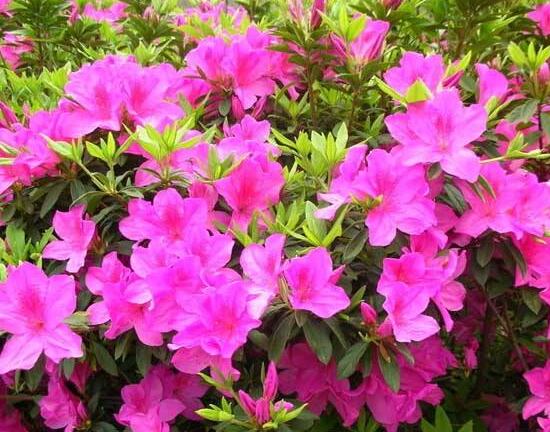 杜鹃花叶子干枯如何办，三种办法教你如何挽救