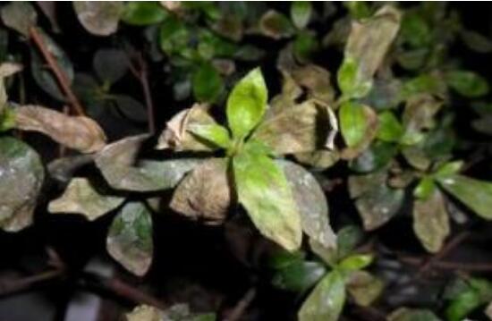 杜鹃花叶子干枯如何办，三种办法教你如何挽救