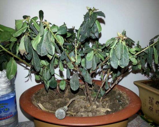杜鹃花叶子干枯如何办，三种办法教你如何挽救