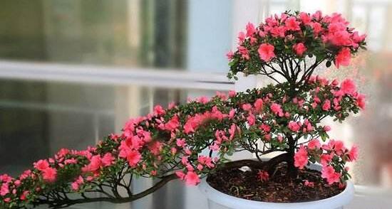 杜鹃花叶子干枯如何办，三种办法教你如何挽救