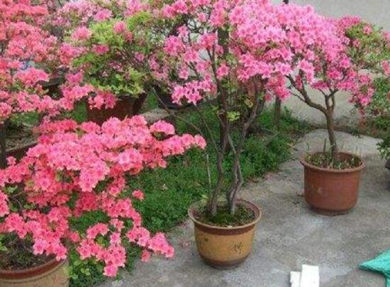 杜鹃花叶子干枯如何办，三种办法教你如何挽救