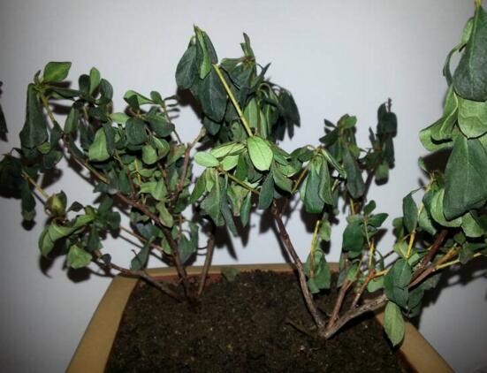 杜鹃花叶子下垂如何办，四种办法让你的杜鹃花恢复生机
