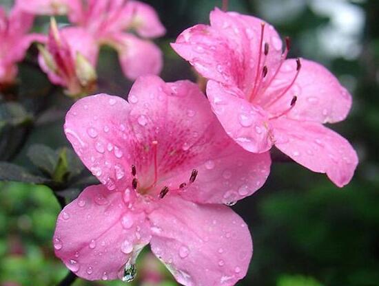 杜鹃花叶子下垂如何办，四种办法让你的杜鹃花恢复生机