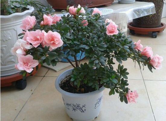 杜鹃花叶子下垂如何办，四种办法让你的杜鹃花恢复生机