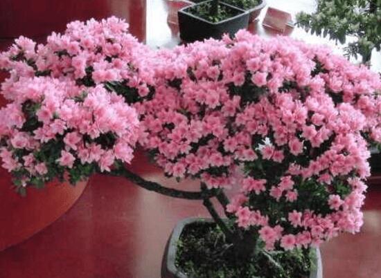 杜鹃花叶子下垂如何办，四种办法让你的杜鹃花恢复生机