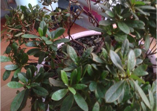 杜鹃花叶子下垂如何办，四种办法让你的杜鹃花恢复生机