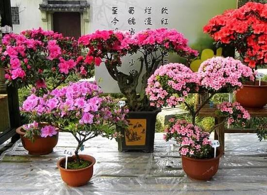 杜鹃花叶子下垂如何办，四种办法让你的杜鹃花恢复生机