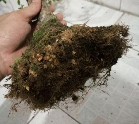 杜鹃花烂根如何办，只需简单4个步骤就能挽救