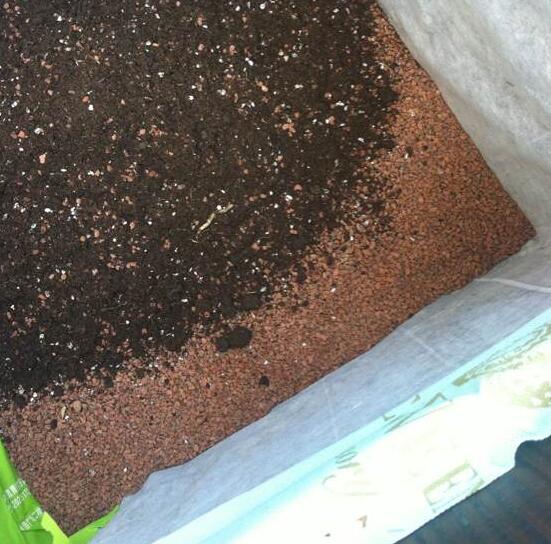 杜鹃花烂根如何办，只需简单4个步骤就能挽救