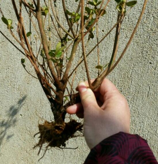 杜鹃花烂根如何办，只需简单4个步骤就能挽救