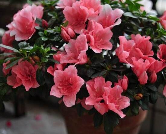 杜鹃花烂根如何办，只需简单4个步骤就能挽救