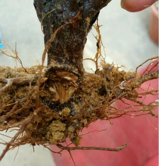 杜鹃花烂根如何办，只需简单4个步骤就能挽救