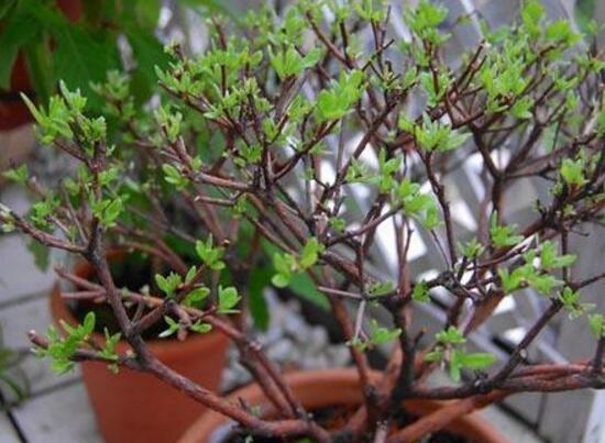 杜鹃花烂根如何办，只需简单4个步骤就能挽救