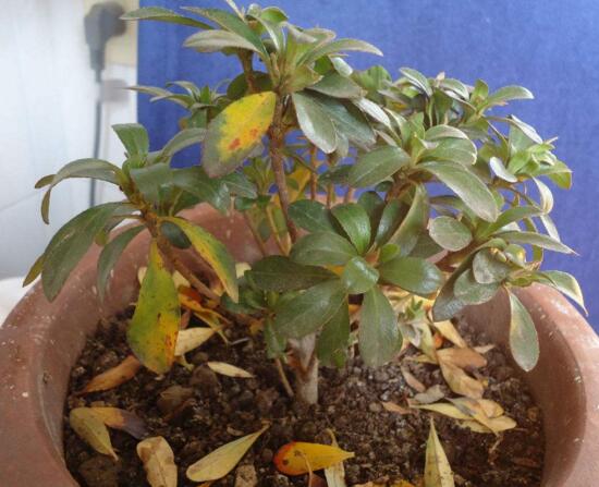 杜鹃花掉叶子是如何回事，杜鹃花掉叶子如何补救