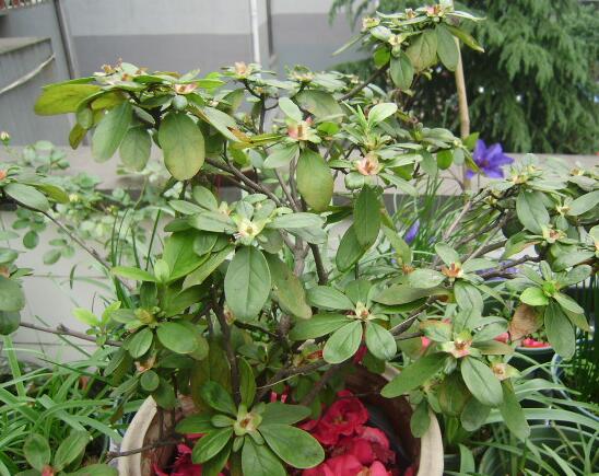 杜鹃花掉叶子是如何回事，杜鹃花掉叶子如何补救