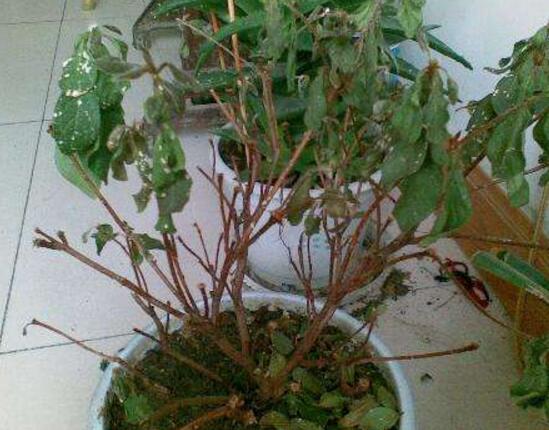 杜鹃花掉叶子是如何回事，杜鹃花掉叶子如何补救