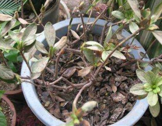 杜鹃花掉叶子是如何回事，杜鹃花掉叶子如何补救