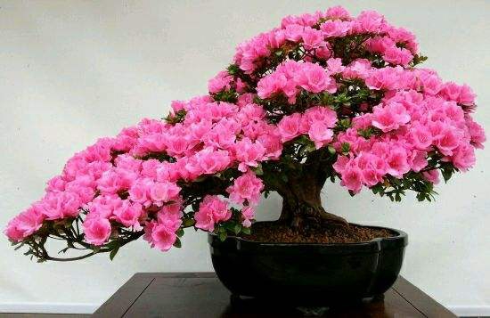 杜鹃花放在卧室好吗,不好/会与人体争吸氧气