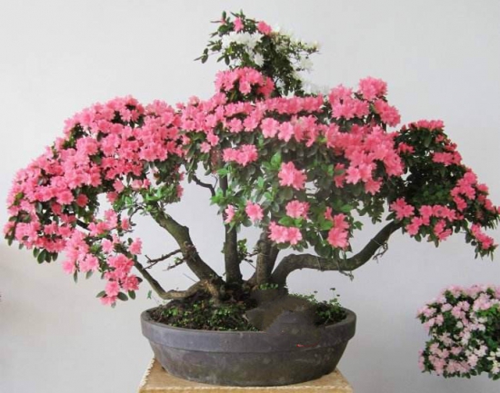 杜鹃花放在卧室好吗,不好/会与人体争吸氧气