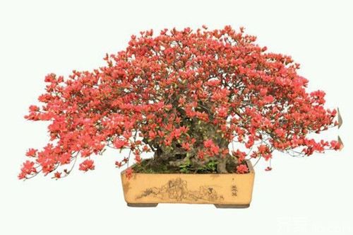 杜鹃花放在卧室好吗,不好/会与人体争吸氧气